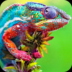 Screenshot 1 Chameleon Full HD Wallpaper android