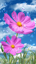 Imágen 11 Lluvia de verano, las flores android