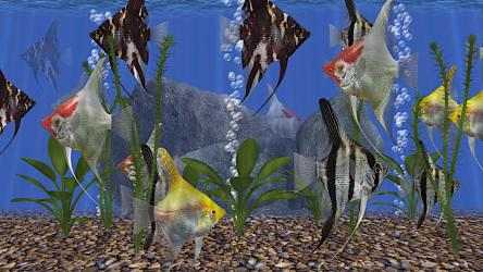 Capture 2 AngelFish Aquarium - Virtual Fish Tank windows