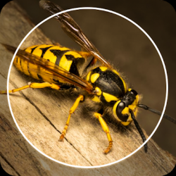Screenshot 1 Insect Identifier : Insect ID, AI Photo Camera android