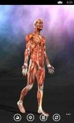 Capture 4 Muscle Trigger Points Anatomy windows