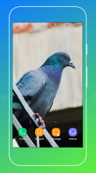 Screenshot 11 Pigeon Wallpaper android