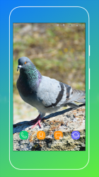 Imágen 13 Pigeon Wallpaper android
