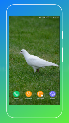Captura de Pantalla 14 Pigeon Wallpaper android