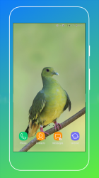 Captura de Pantalla 9 Pigeon Wallpaper android