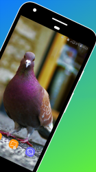 Captura de Pantalla 3 Pigeon Wallpaper android