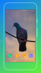 Captura 6 Pigeon Wallpaper android