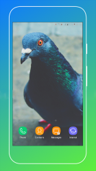 Screenshot 7 Pigeon Wallpaper android