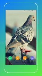 Captura de Pantalla 5 Pigeon Wallpaper android