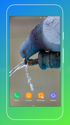 Screenshot 10 Pigeon Wallpaper android