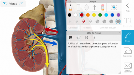Screenshot 5 Atlas de anatomía humana 2021: el cuerpo en 3D  android