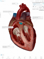 Captura de Pantalla 11 Atlas de anatomía humana 2021: el cuerpo en 3D  android